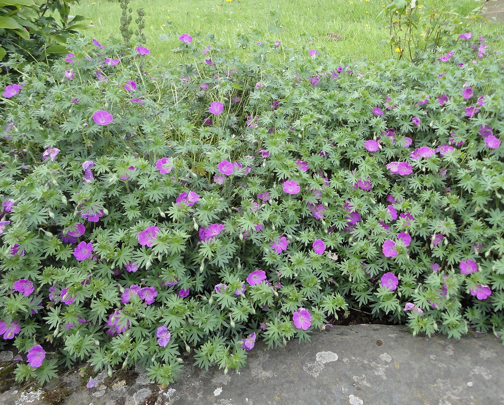 Geranium sanguineum 'Aviemore'