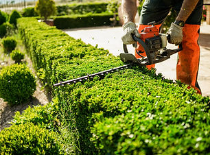 Home and garden concept. Hedge trimmer in action. Shrub trimming work. Shrub pruning. Gard