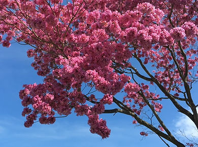 REEM Cherry Blossoms.jpeg