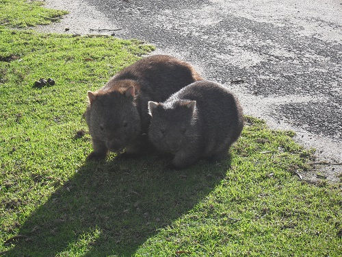 Dr Mark Glickman - Wilsons Promontory Wombats, Victoria, Australia - Photo - 2013