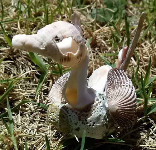 Lana Thymianidis - Perch - Australian Costal Sea Shells - December 2016