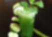 ★ Pineapple Mint Sugacane Lime