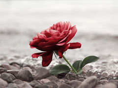 息子にたしなめられた話