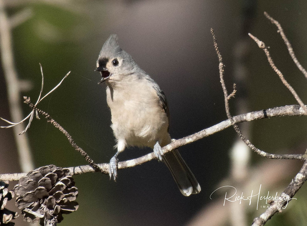 Tufted Titmouse