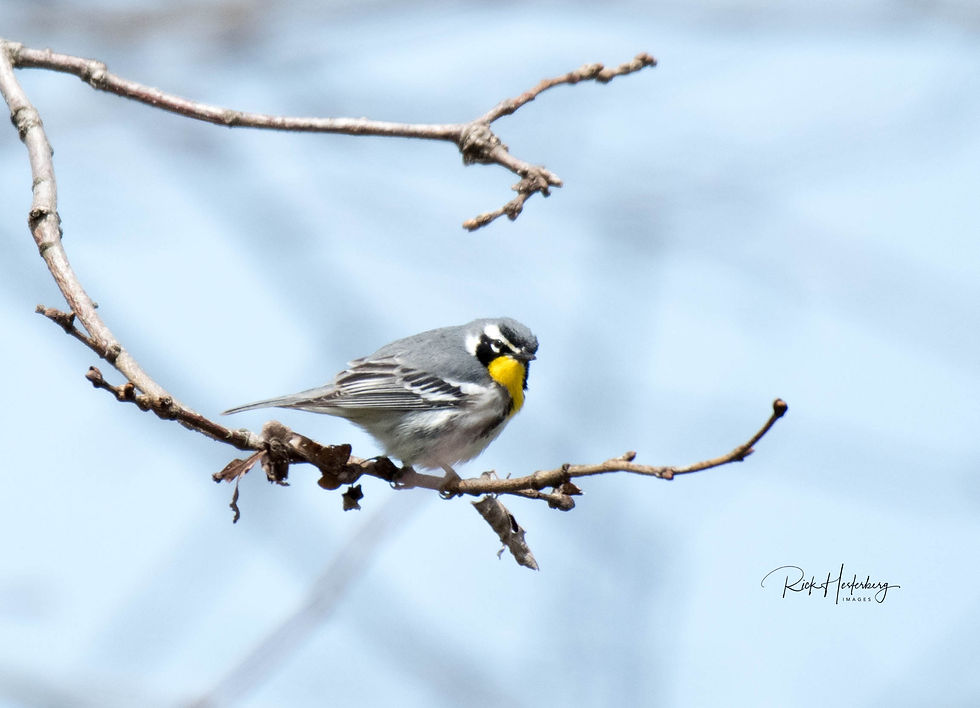 Yellow-throated Warbler