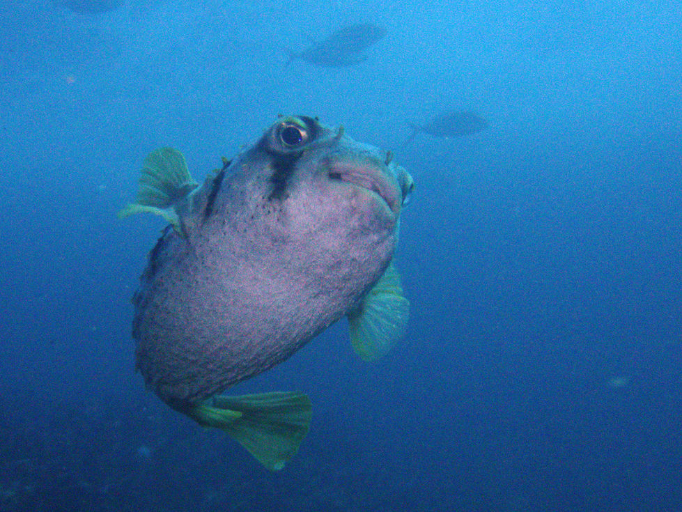 6-Globefish-Looking Glass