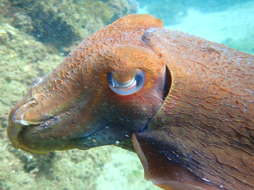 17-Cuttle-Shelly Beach