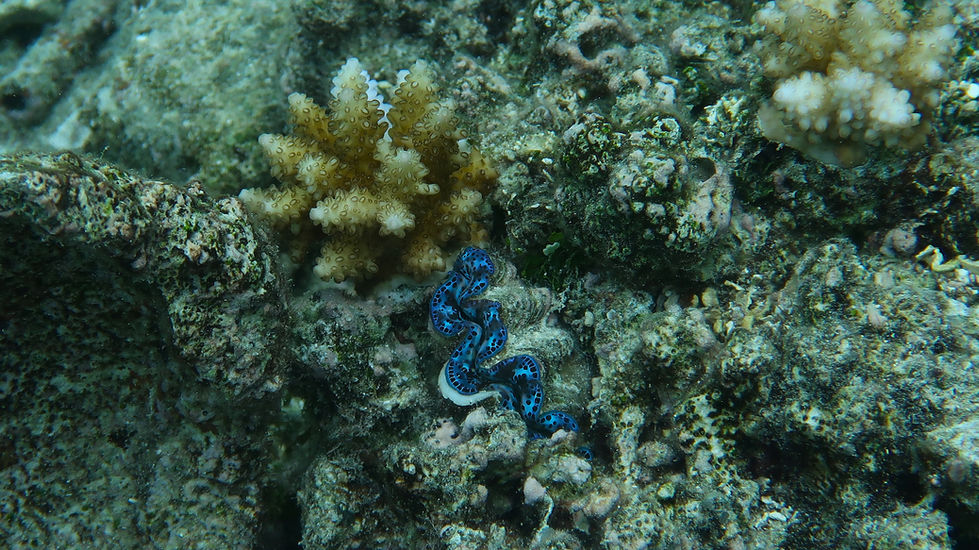 15-Blue Clam-Rarotonga