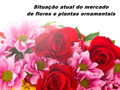 Situação atual do mercado de flores e plantas ornamentais