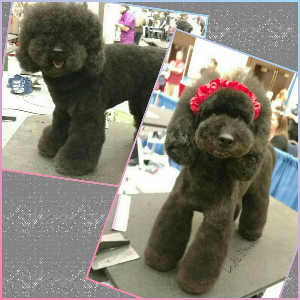 asian poodle grooming