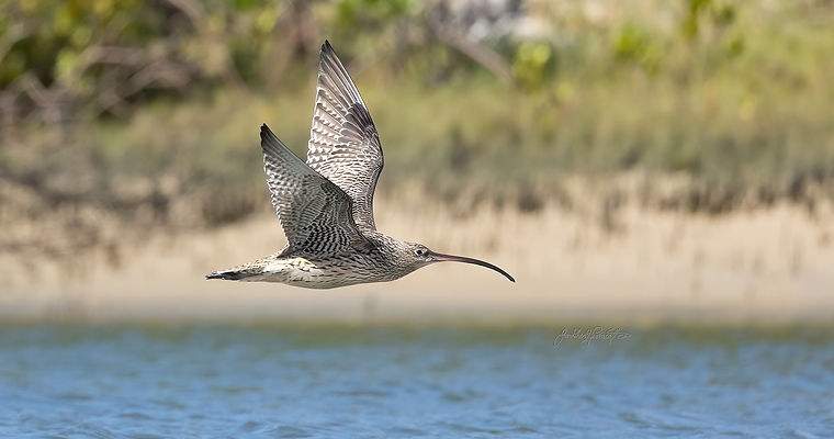 Eastern-Curlew-em signed.jpg