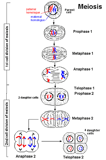 meiosis.gif