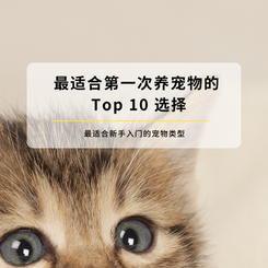 新手养宠必看:最适合第一次养宠物的 Top 10 选择