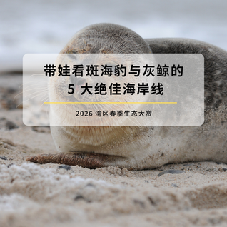 2026 湾区春季生态大赏：带娃看斑海豹与灰鲸的 5 大绝佳海岸线