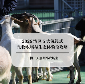 Be a California Little Farmer for a Day: 2026 Guide to 5 Immersive Animal Farms and Ecological Experiences in the Bay Area