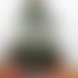 2025 年湾区旧金山圣诞节|去哪购买圣诞树