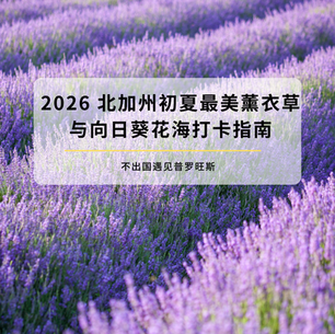 2026 北加州初夏最美薰衣草与向日葵花海打卡指南