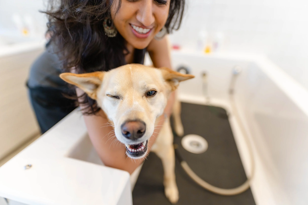 宠物美容洗护店