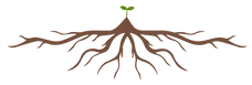 racine--01.webp