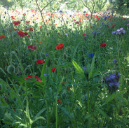 IMG_0512.jpeg