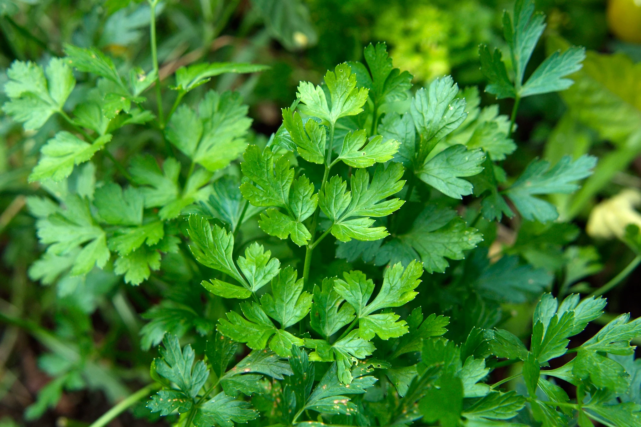 Parsley Gigante Italian Petroselinum crispum The Herbal Garden NZ