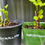 Thumbnail: Marshmallow - Althaea officinalis