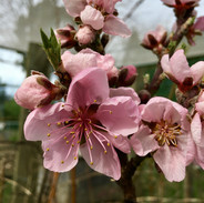 IMG_8036.jpeg