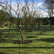 orchard