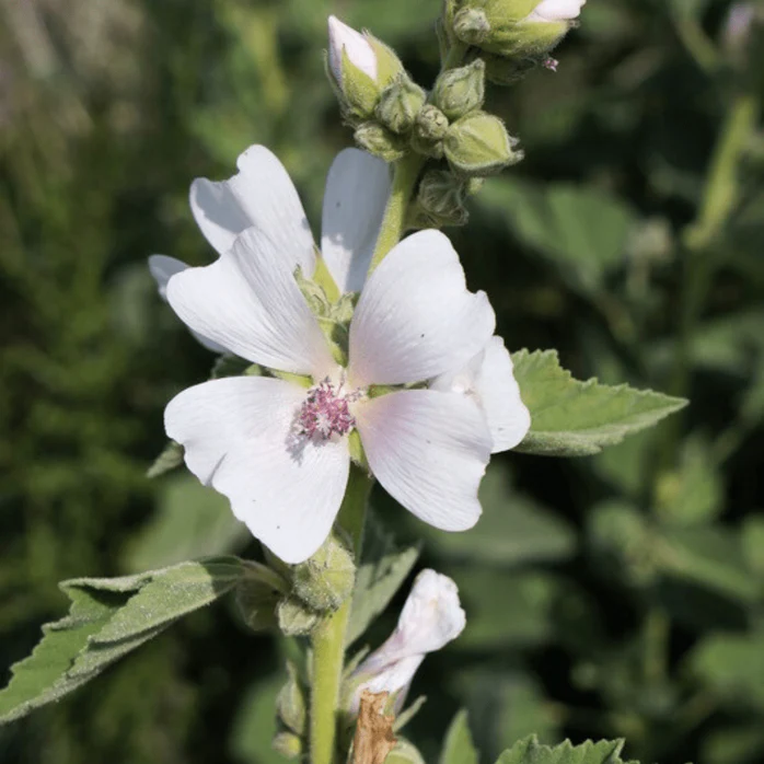 Marshmallow Althaea officinalis The Herbal Garden NZ