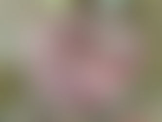 Pineapple Sage Sugar