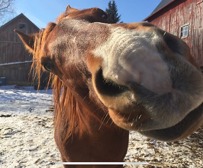 horses-romeo_edited.png