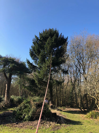 Tree Felling.JPG