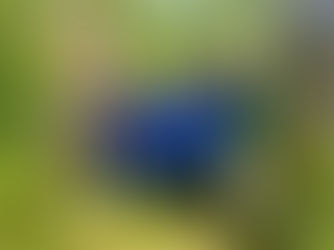145 auksavabalio lervos – naujuose namuose Liepijų miške!