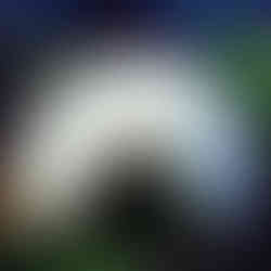 Niūriaspalvio auksavabalio lerva. Nuotraukos autorius R. Ferenca