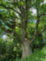 Naujas LIFE Osmo Baltic etapas: ieškomi vertingų medžių savininkai