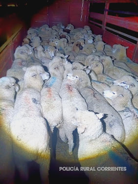 LLEVABA MÁS DE 100 OVEJAS SIN DOCUMENTACIÓN