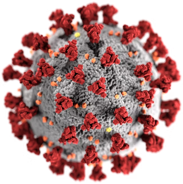 Image: “SARS-CoV-2 without background” — 3D illustration of the Severe Acute Respiratory Syndrome coronavirus 2 (SARS-CoV-2) virion showing spike proteins; created by Alissa Eckert, MS, and Dan Higgins, MAM at the Centers for Disease Control and Prevention (CDC), first released in 2020; source: CDC Public Health Image Library (PHIL, image ID 23312), https://phil.cdc.gov/Details.aspx?pid=23312, via Wikimedia Commons (file: https://commons.wikimedia.org/wiki/File:SARS-CoV-2_without_background.png); license/status: Public domain (U.S. federal government work; no Creative Commons license applies; credit “Source: CDC”).