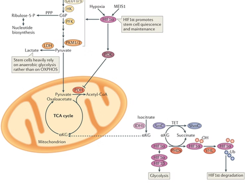 Metabolic Syndrome