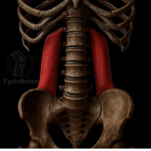Quadratus Lumborum