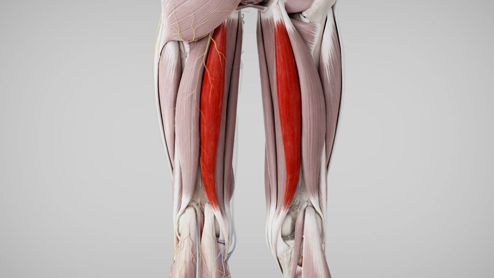 Semimembranosus