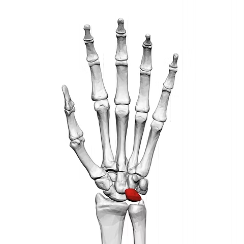 Image: “Lunate bone (left hand), palmar view” by BodyParts3D / DBCLS, rendered by was_a_bee, via Wikimedia Commons (https://commons.wikimedia.org/wiki/File:Lunate_bone_(left_hand)_01_palmar_view.png), licensed under Creative Commons Attribution–ShareAlike 2.1 Japan (CC BY-SA 2.1 JP, https://creativecommons.org/licenses/by-sa/2.1/jp/).