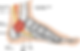 Williams N, Willet J, Clark D, Ketteridge D. Tarsal tunnel syndrome in the mucopolysaccharidoses: A case series and literature review. JIMD Rep. 2019;46(1):16–22. Published 2019 Mar 14. doi:10.1002/jmd2.12021 https://onlinelibrary.wiley.com/doi/pdf/10.1002/jmd2.12021