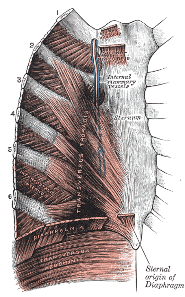 Image: “Thorax-diaphragm” (diagram of thoracic muscles featuring the diaphragm) from Gray’s Anatomy, 20th U.S. edition (1918), via Wikimedia Commons (https://commons.wikimedia.org/wiki/File:Thorax-diaphragm.png), public domain (PD-old / PD-scan).