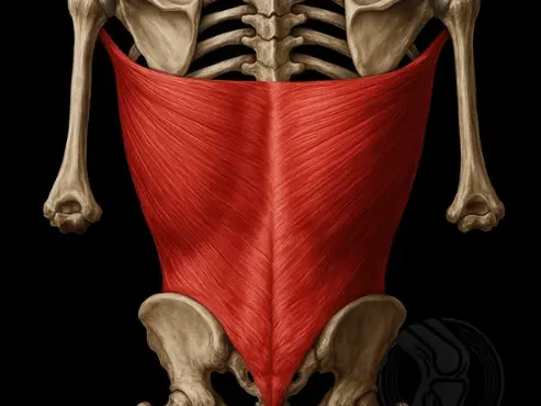 Latissimus Dorsi