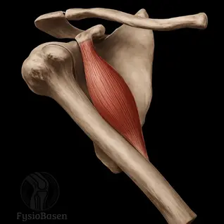 Coracobrachialis