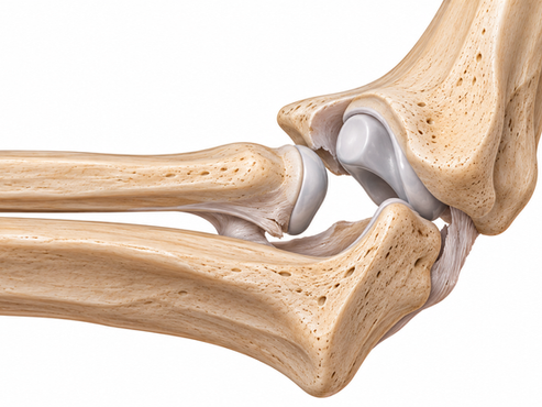 Anatomisk illustrasjon av en albue ute av ledd.