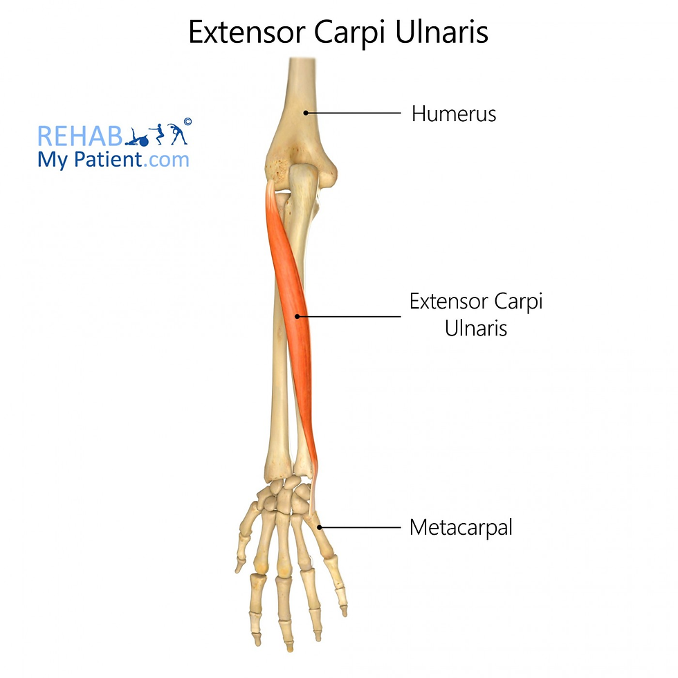 Extensor carpi ulnaris