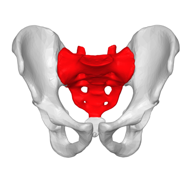 “Sacrum – anterior view (shown in red)”. Image created from BodyParts3D data by DBCLS (Database Center for Life Science), via Anatomography. Original file: “Sacrum - anterior view04.png” on Wikimedia Commons. License: Creative Commons Attribution-ShareAlike 2.1 Japan (CC BY-SA 2.1 JP).