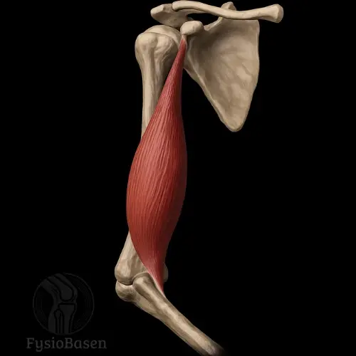 Brachialis