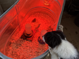 Easy Box Cake Recipe